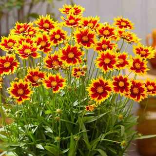 Solar Jewel Coreopsis