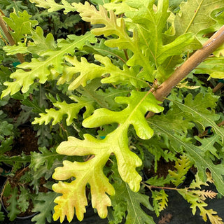 Estelle TAYLORMADE™ Oak