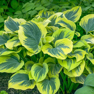 Liberty Hosta