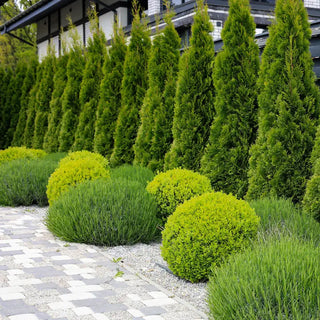 Emerald Green Arborvitae Hedge