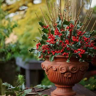 Blue Princess & Blue Prince Holly