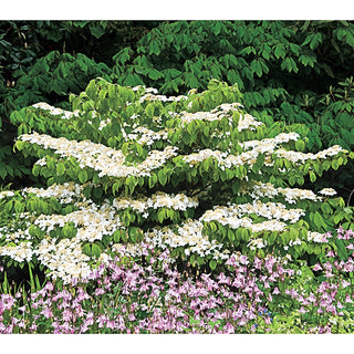 Shasta Doublefile Viburnum