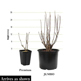 Black Knight Butterfly Bush