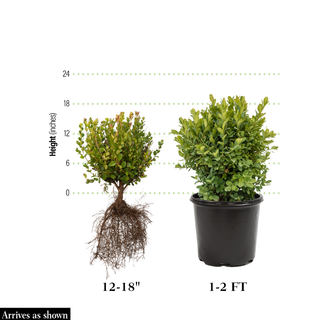 Boxwood Green Mountain