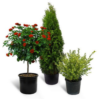 Make an Instant Impact