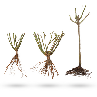 Plan Ahead with Resilient Bareroots